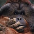6001_orangutan.jpg
