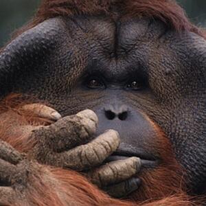 6001_orangutan.jpg