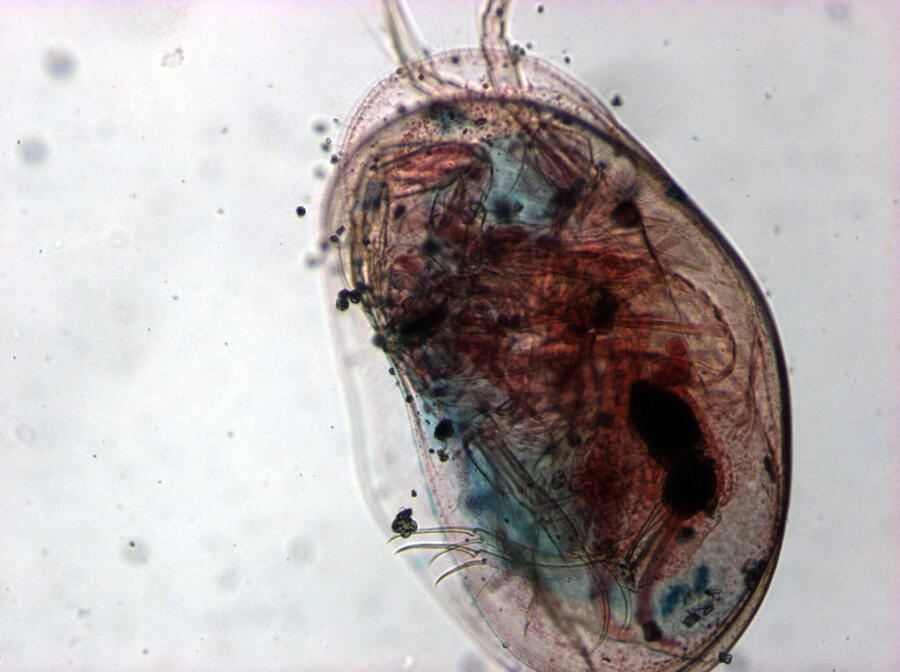99_ostracod_40x.jpg