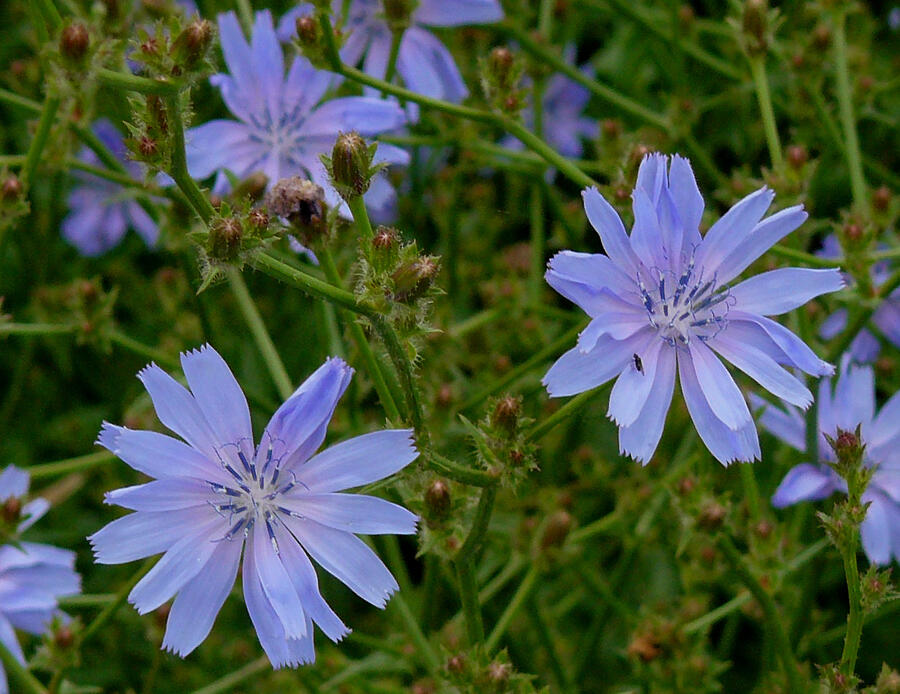 cichorium_intybus_gaulsheim.jpg