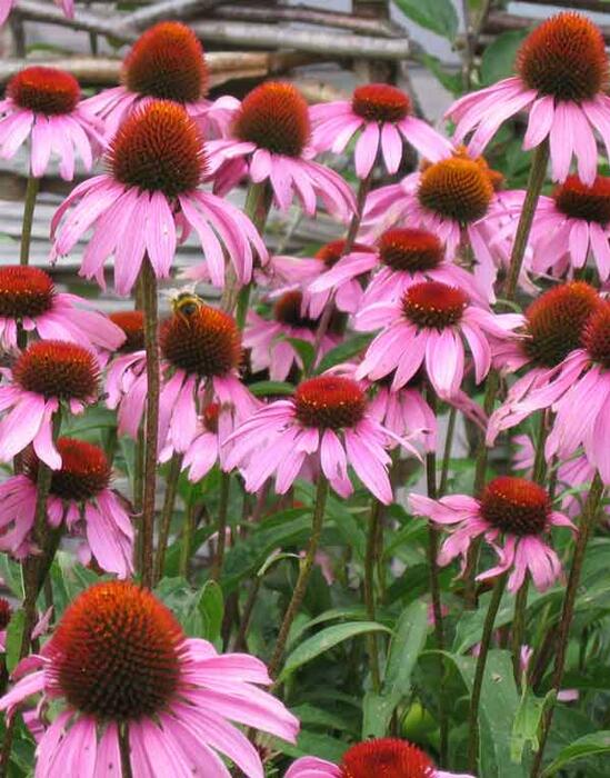 echinacea_600w.jpg