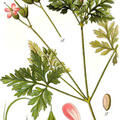 geranium_robertianum_sturm7-1.jpg
