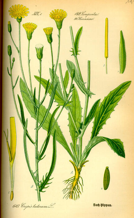 illustration_crepis_tectorum0.jpg