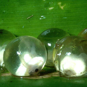 imagescleaned_washed_fiji_tree_frog_eggs_close-up.jpg