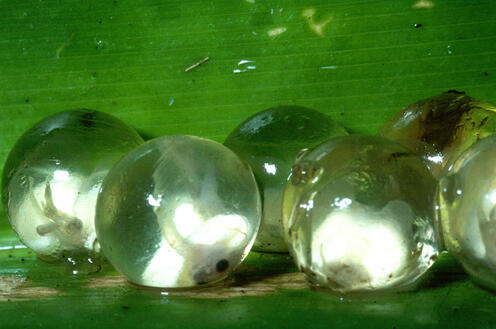 imagescleaned_washed_fiji_tree_frog_eggs_close-up.jpg