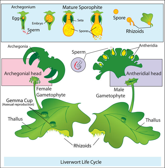 liverwort_life_cycle.jpg