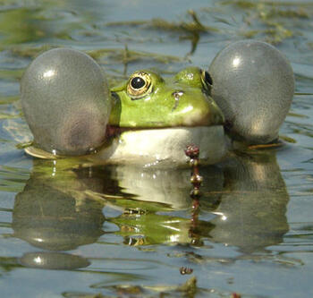 marsh_frog.jpg