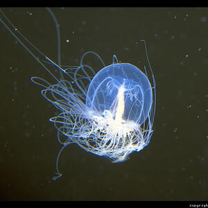 monterey-aquarium-jellyfish-29.3.jpg
