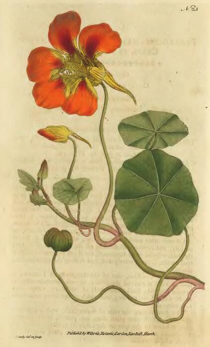 nasturtium.jpg