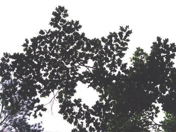 quercus_rubra_20020829_06.jpg