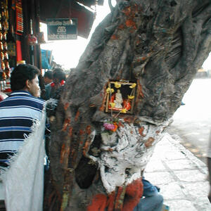 shrine_in_the_tree.jpg
