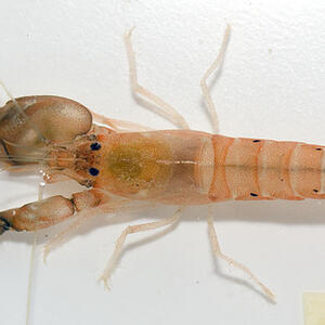 snapping-shrimp.jpg