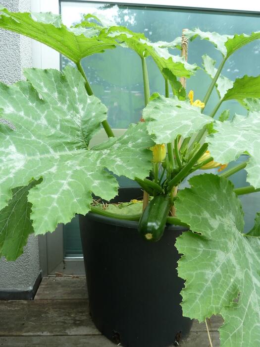 terras_courgette.jpg